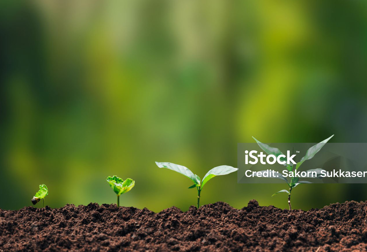 Eine Pflanze wächst