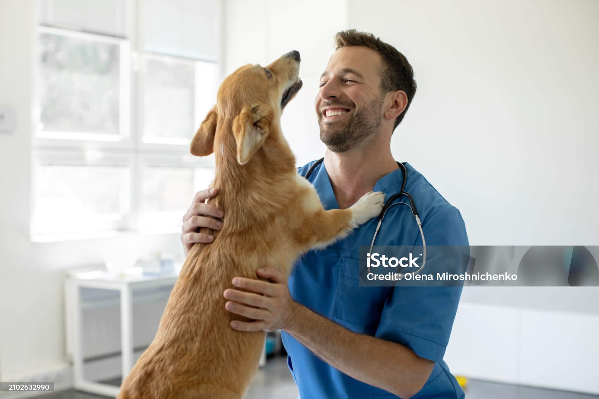 Ein lächelnder Tierarzt und ein Hund