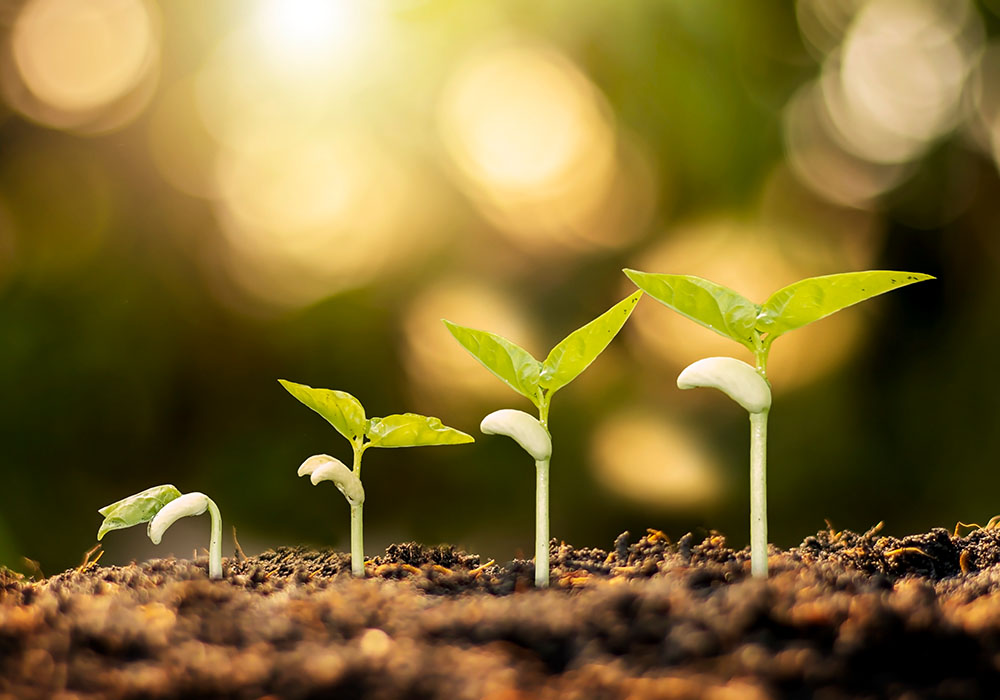 Eine Pflanze wächst und gedeiht